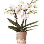 Kolibri Orchids | Witte phalaenopsis orchidee potmaat Ø9cm | Zürich | ...