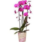 Kolibri Orchids | Paarse phalaenopsis orchidee potmaat Ø12cm | Freerid...
