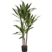 Dracaena green in plastic pot - h100xd70cm
