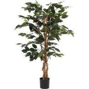 Ficus green in plastic pot - h110xd65cm