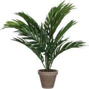 Areca palm green in pot Stan grey d11,5cm - h45xd60cm