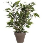 Ficus Natasja green variegated in pot Stan grey d11,5cm - h40xd30cm