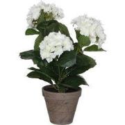 Hydrangea white in pot Stan grey d13,5cm - h40xd35cm
