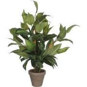 Hosta green in pot Stan grey d15,5cm - h65xd40cm