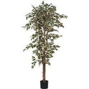 Ficus green variegated in plastic pot - h180xd90cm