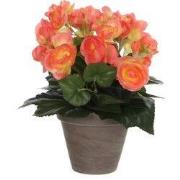 Begonia salmon in pot Stan grey d11,5cm - h30xd25cm