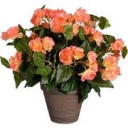 Begonia salmon in pot Stan grey d15,5cm - h37xd36cm