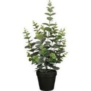 Eucalyptus in pot green - h53xd23cm