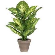 Dieffenbachia green in pot Stan grey d11,5cm - h40xd30cm