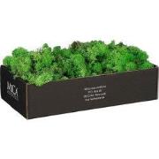 Mossy Decorative Moss - 500 g - Green