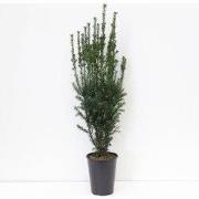 Taxus media hillii 60-80 cm