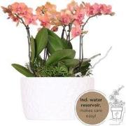 Kolibri Orchids | oranje plantenset in Honey dish incl. waterreservoir...