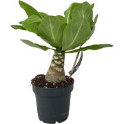 Hawaiipalm - Brighamia insignis - Hoogte 25-35cm - Pot 12cm