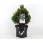 Pinus heldreichii compact gem 30-40 cm