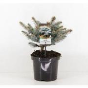 Picea pungens glauca globosa 20-25 cm