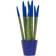 Afrikaanse Speerplant - Sansevieria cylindrica - Hoogte 20-40cm - Pot ...