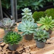 URBANJNGL - Succulent Mix Set - Assorted Succulents in 6 cm Pots (8–12...