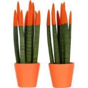 Vrouwentong - Set van 2 - Sansevieria cylindrica - Hoogte 20-40cm - ?9...