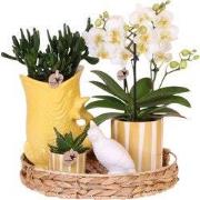 Cadeauset orchidee 'Yellow XL' - Phalaenopsis - Hoogte 35cm