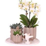 Cadeauset orchidee 'White Tray XL' - Phalaenopsis - Hoogte 35cm
