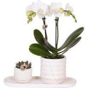 Cadeauset orchidee 'Marble S' - Phalaenopsis - Hoogte 30cm