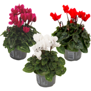 Perzisch cyclaam - Set van 3 - Cyclamen persicum - Hoogte 10-20cm - ?9...