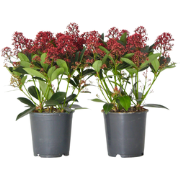 Skimmia - Set van 2 - Skimmia japonica 'Rubella' - Hoogte 35-45cm - ?1...