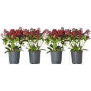 Skimmia - Set van 4 - Skimmia japonica 'Rubella' - Hoogte 35-45cm - ?1...