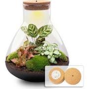 URBANJNGL - Sam XL Red - Planten Terrarium met licht - DIY kit - Ecosy...