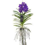 Blauwe orchidee L - Vanda 'Blue' - Hoogte 55-65cm