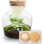 URBANJNGL - Little Joe - Planten Terrarium met licht - DIY kit - Ecosy...