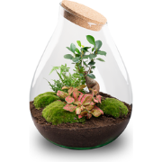 URBANJNGL - Drop XXL Bonsai - Planten Terrarium met kurk - DIY kit - E...