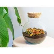 URBANJNGL - Noah - Planten Terrarium - DIY kit - Ecosysteem plant - Ø ...