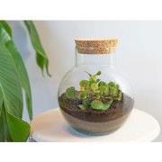 URBANJNGL - Noah - Planten Terrarium - DIY kit - Ecosysteem plant - Ø ...