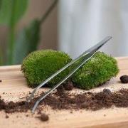 URBANJNGL - Extra lang Terrarium pincet - 26 cm - RVS