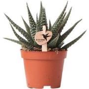 Kolibri Greens | Groene plant - Succulent Haworthia Royal Highnness po...