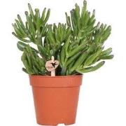 Kolibri Greens | Groene plant - Succulent Crassula Hobbit | groene kam...