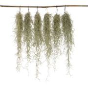 Luchtplantjes - Set van 6 - Tillandsia usneoides - Hoogte 25-40cm - ?5...