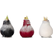 Amaryllis - Hippeastrum 'Wax Snow Mix' - Bloembol - Rood