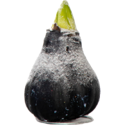 Amaryllis - hippeastrum 'Wax Snow Black' - Bloembol - Rood