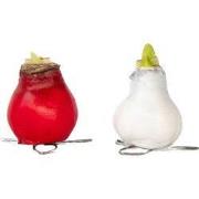 Amaryllis - Hippeastrum 'Wax Mix Red White' - Bloembol - Rood