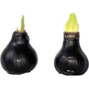 Amaryllis - hippeastrum 'Wax Black' - Bloembol - Rood