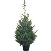 Kerstboom Warentuin Picea Omorika 125 - 150 cm in pot