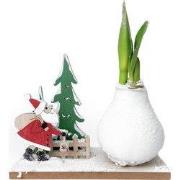 Amaryllis - Hippeastrum 'Winter Wonderland Santa'