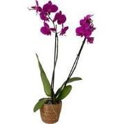 Orchidee - Phalaenopsis - Hoogte 50-60cm - ?12cm