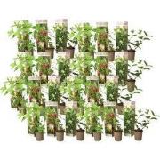 Hortensia - Set van 24 - Hortensia paniculata - Hoogte 25-35cm - ?9cm