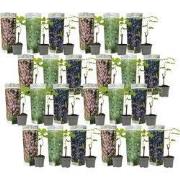 Druivenplant - Set van 24 - Vitis vinifera - Hoogte 25-40cm - ?9cm