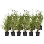 Bamboe - Set van 12 - Fargesia nitida 'Red Dragon' - Hoogte 50-70cm - ...
