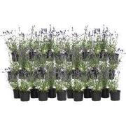 Lavendel - Set van 36 - Lavandula angustifolia - Hoogte 10-15cm - ?10,...
