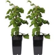 Japanse wijnbes - Rubus phoenicolasius - Hoogte 50 cm - ø15cm